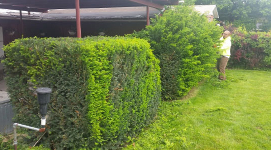 Hedge trimming being done by Lawn Care MVP