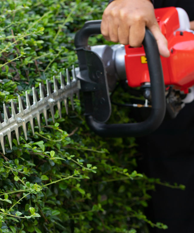 Bush trimming